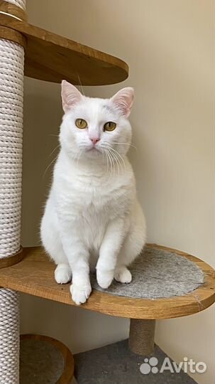 Кошка Фета в добрые руки