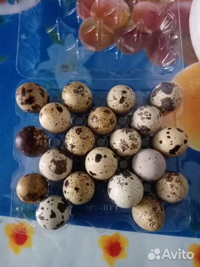 Яйцо перепелинное