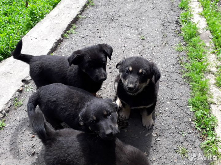 Восточноевропейская овчарка