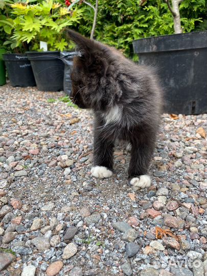 Котеночек в добрые руки