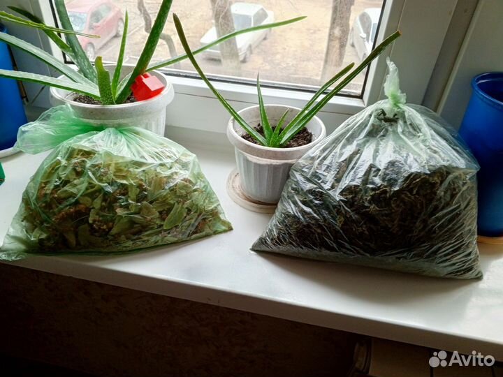 Липа и мята