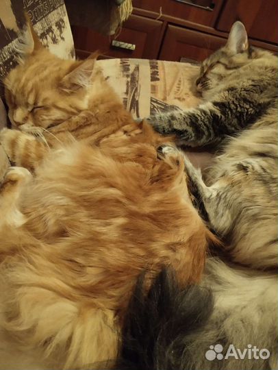 Передержка кошек