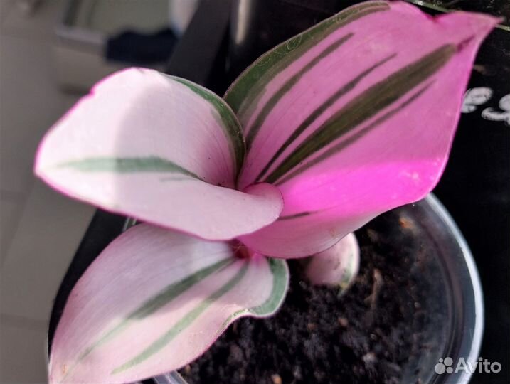 Традесканции, Каллизия