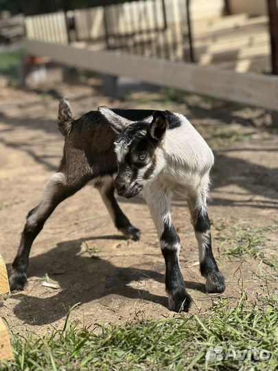 Козел Альпийский