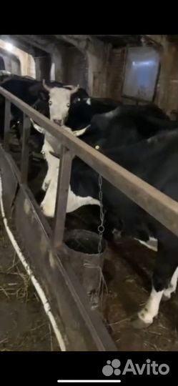 Молочные коровы ярославской породы