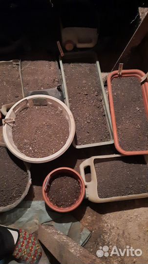 Клубни каллы Пикассо