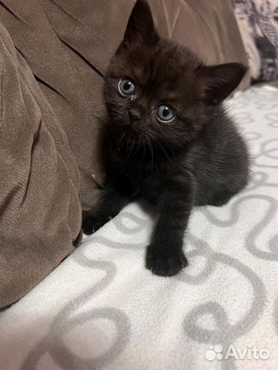 Котенек шотланский прямоухий