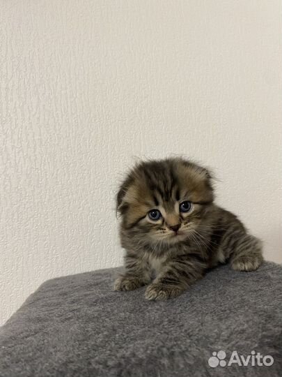 Британские вислоухие