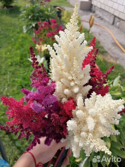 Астильба, махровые. Многолетники. Ромашка. Бордюры