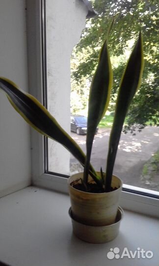 Сансевьера(щучий хвост)