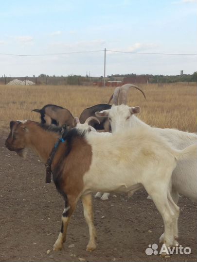 Козел ламанча