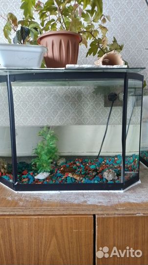 Аквариум