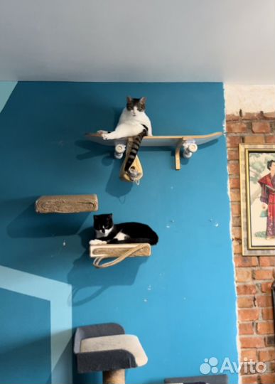 Домашняя передержка кошек / Котоняня