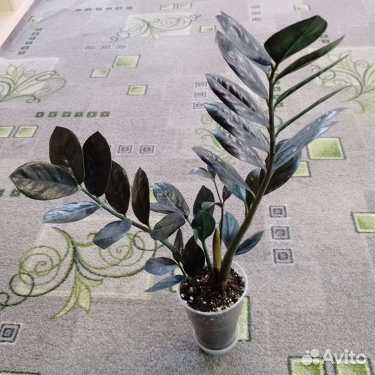 Комнатные растения