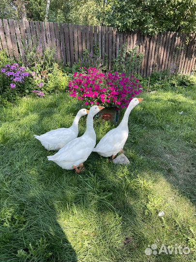Гуси и пекинская утка