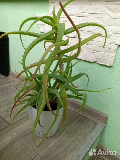 Алоэ лечебный