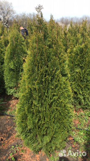 Туя смарагд