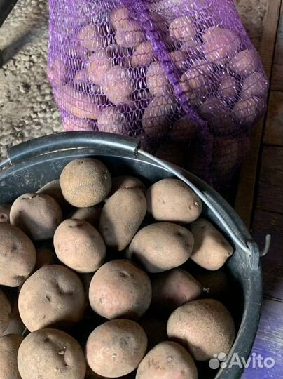 Продам семена картофеля