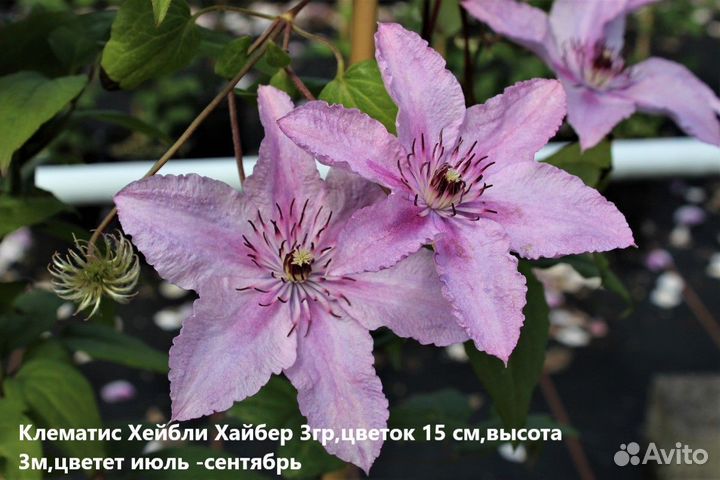 Клематисы разных сортов