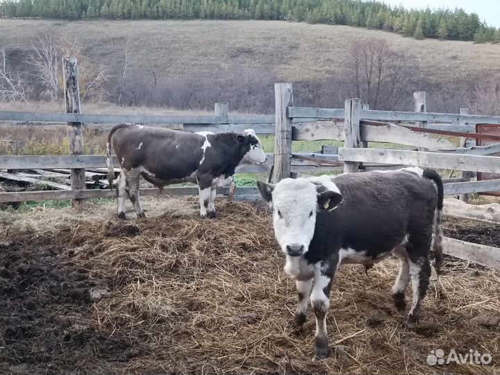 Телята бычки и коровы