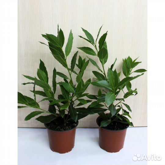 Лавровый лист благородный саженцы