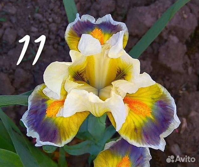 Ирисы карликовые