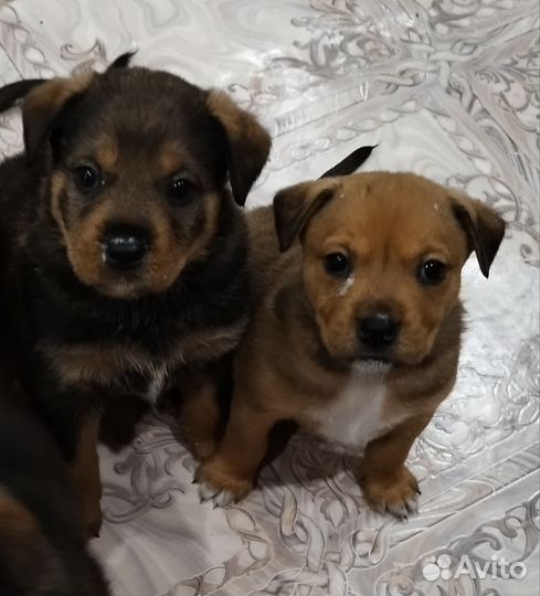 Собака в добрые руки отдам бесплатно