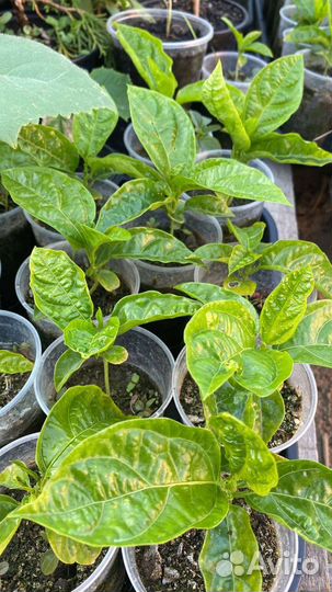 Пассифлора маракуйя