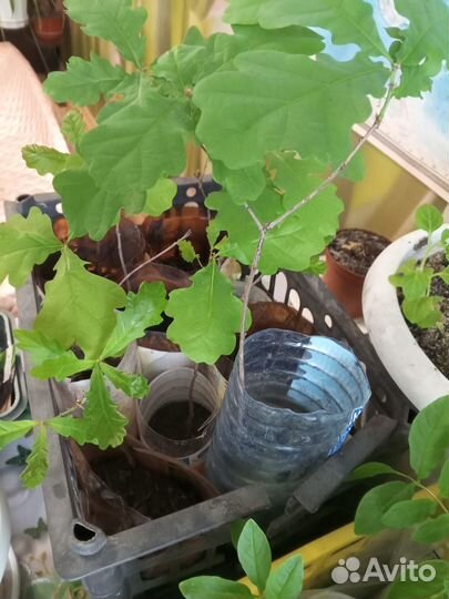 Саженцы дуб