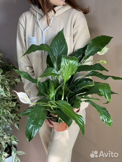 Спатифиллум d13