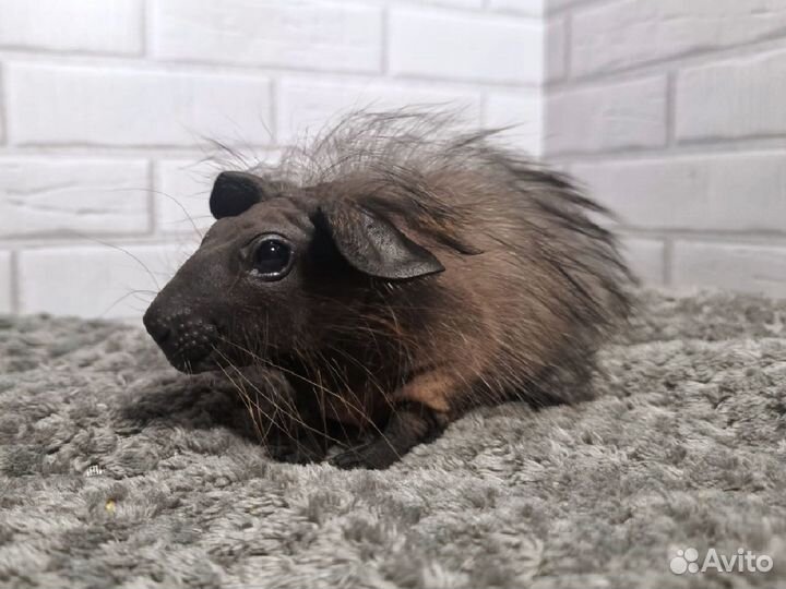 Морские свинки болдуины детки с доставкой