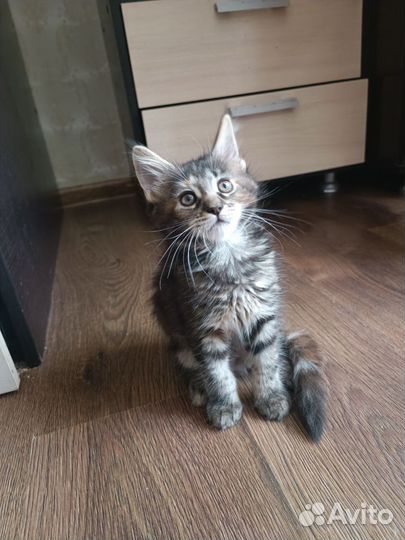 Котята мейн-кун