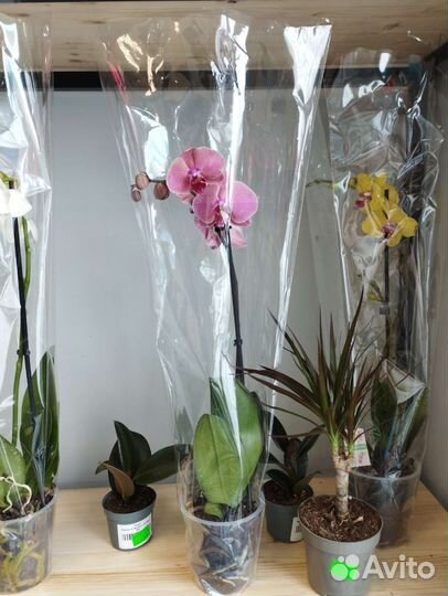 Орхидея растения