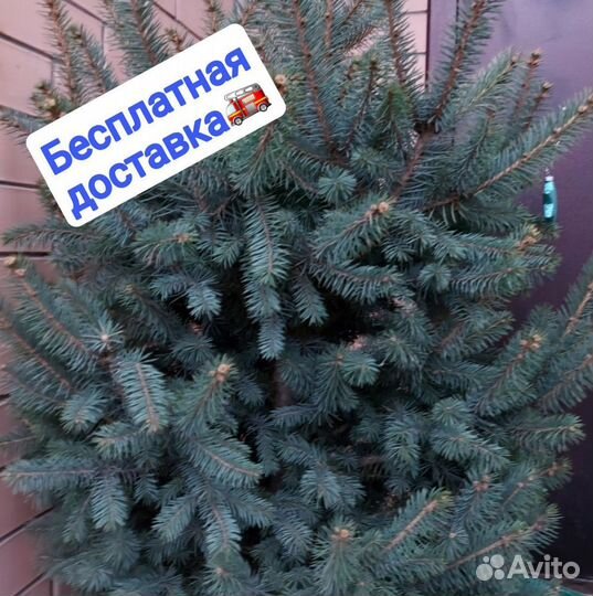 Ёлка 1м