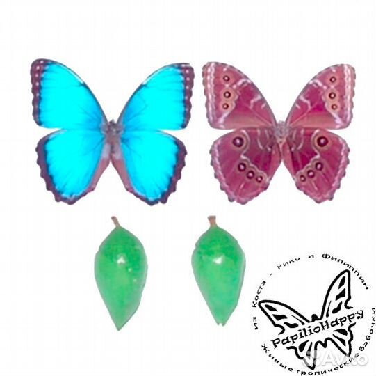 Необычный подарок для ребенка и взрослого