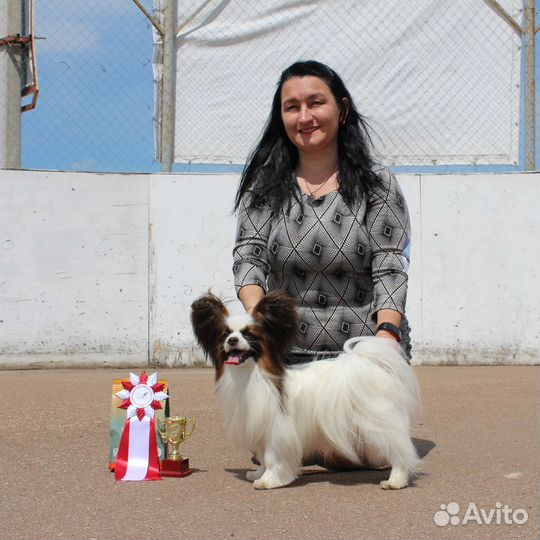Папийон кобель для вязки