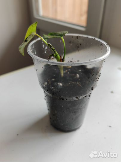 Антуриум красный крупный