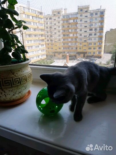Игрушка для кошек и собак