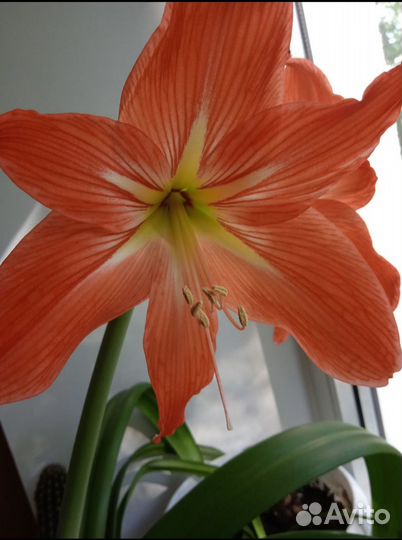 Прелестный Гиппеаструм (крупные алые цветы)