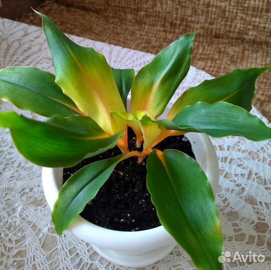 Хлорофитум грин оранж