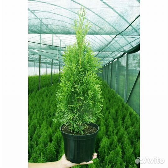 Туя смарагд