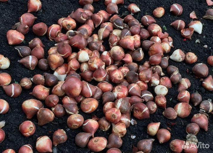 Луковицы тюльпанов