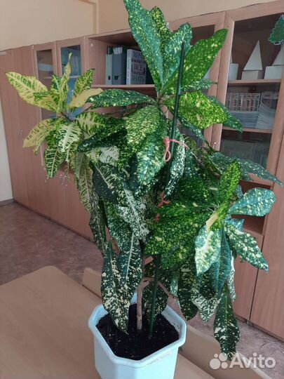 Кротон кодиеум