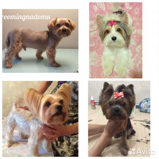 Грумер, стрижка и тримминг собак с выездом на дом