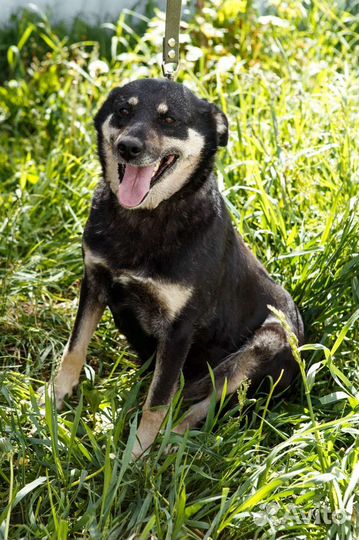 Улыбака- Краска