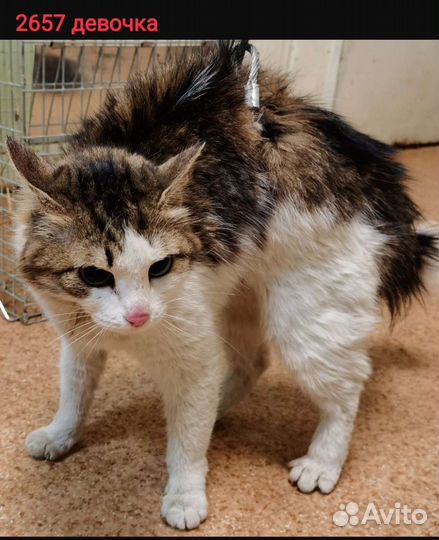 Кошечки в дом