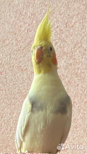 Попугай карелла с большой клеткой