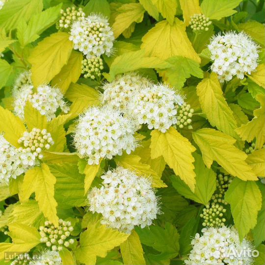 Саженцы пузыреплодника