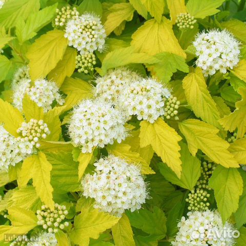 Саженцы пузыреплодника