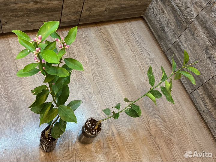 Лимон мейера